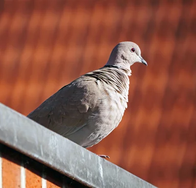 colombe